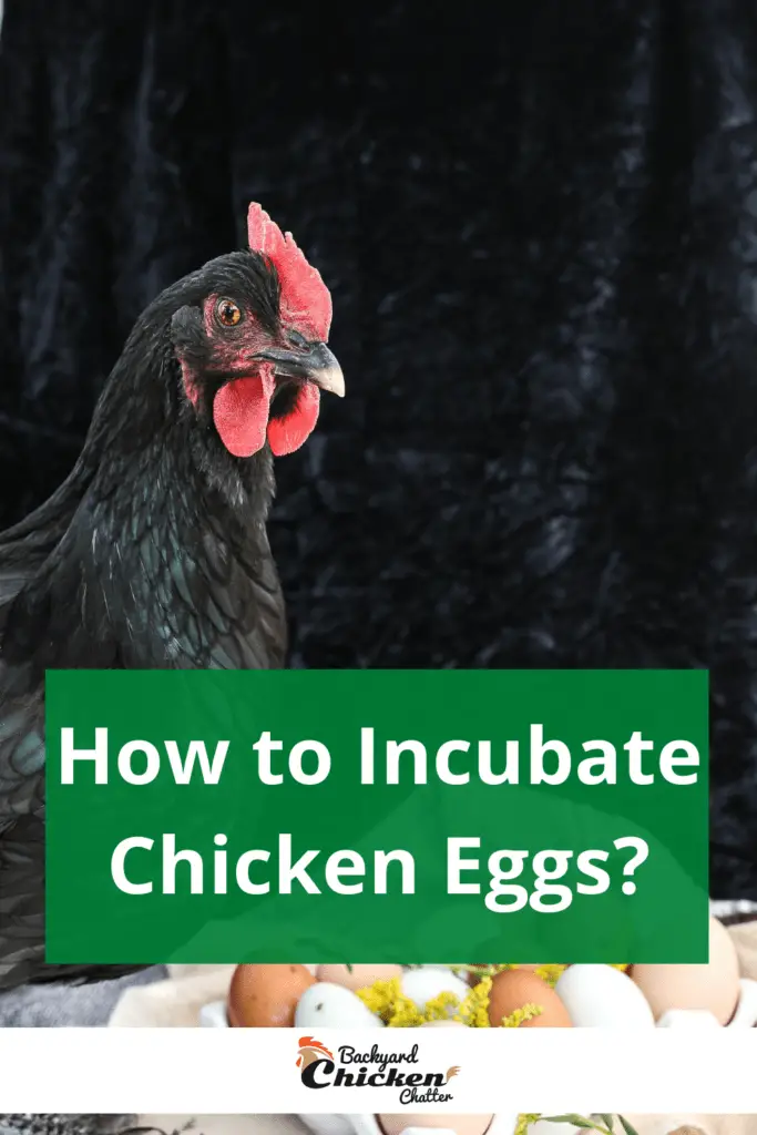 ¿Cómo incubar huevos de gallina?