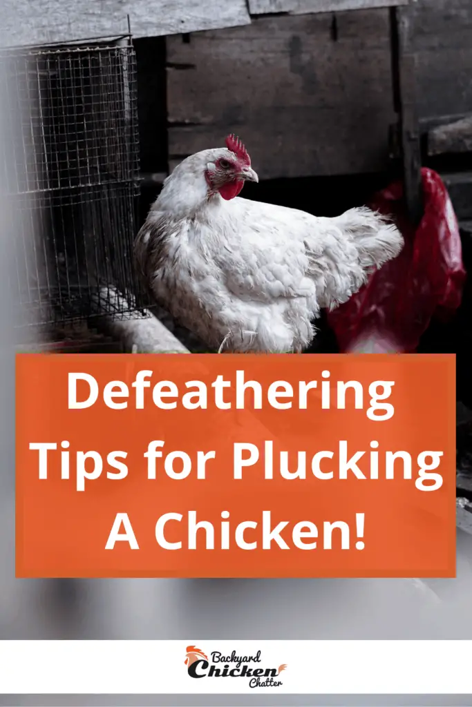 ¡Consejos desplumadores para desplumar un pollo!
