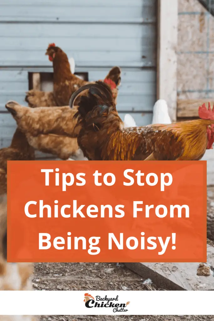 ¡Consejos para evitar que las gallinas sean ruidosas!