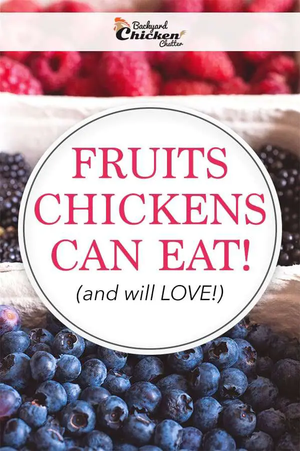 Las MEJORES frutas para que las gallinas las coman y les ENCANTARÁN - Pinterest Ideas and Inspiration