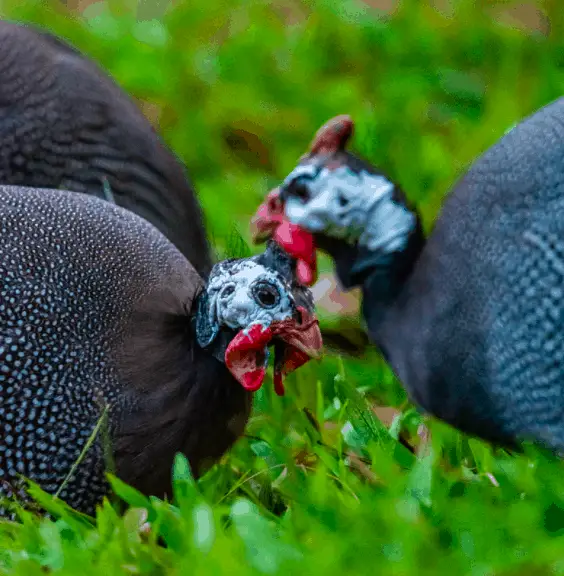 Lo que necesita saber sobre los huevos de gallina de Guinea