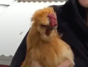 Pollos Silkie: ¡Lo que necesitas saber!