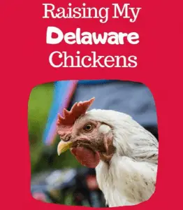 Criar pollos de Delaware
