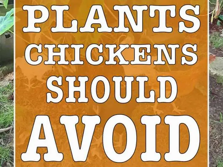 ¡Plantas que los pollos deben evitar!