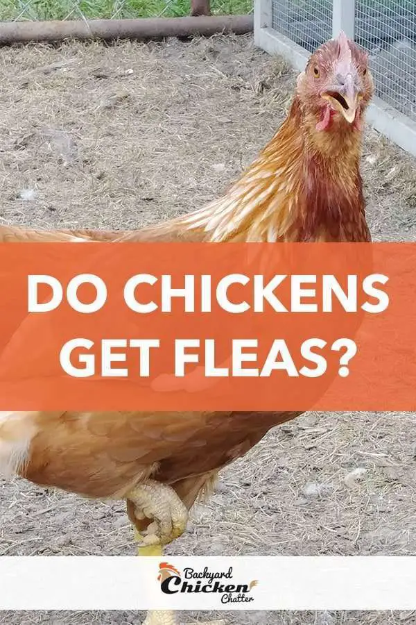 ¿A las gallinas les dan pulgas?