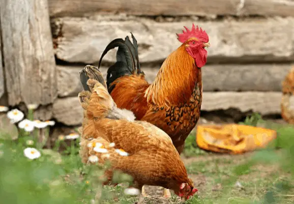 ¿A las gallinas les dan pulgas?