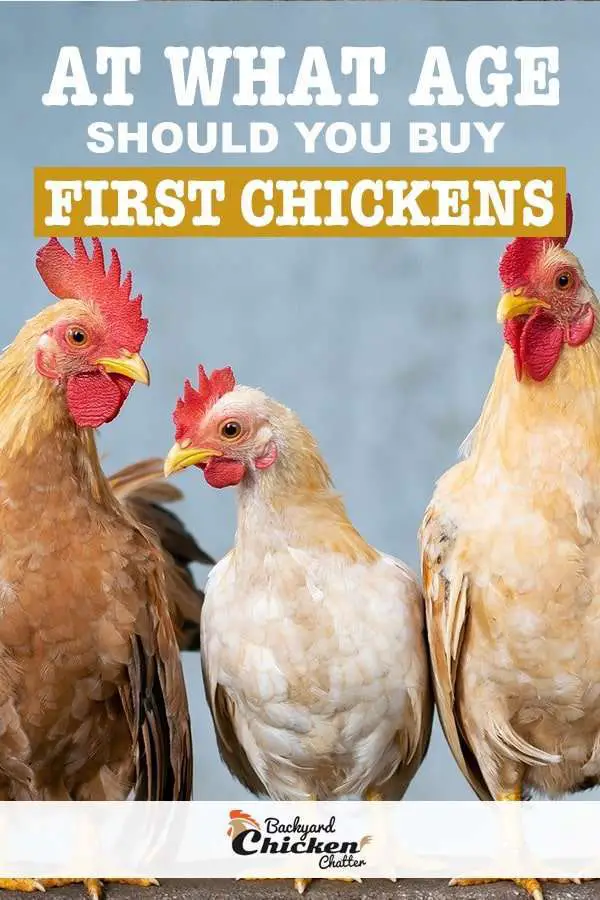 a que edad se deben comprar las primeras gallinas pin