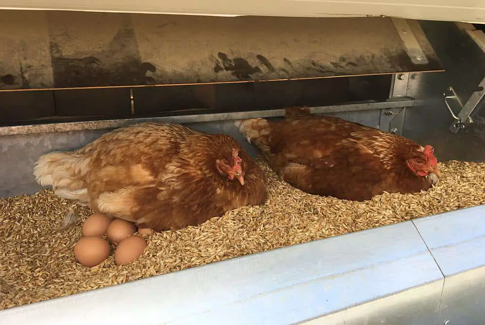 ¿Cuándo empiezan a poner huevos las gallinas?