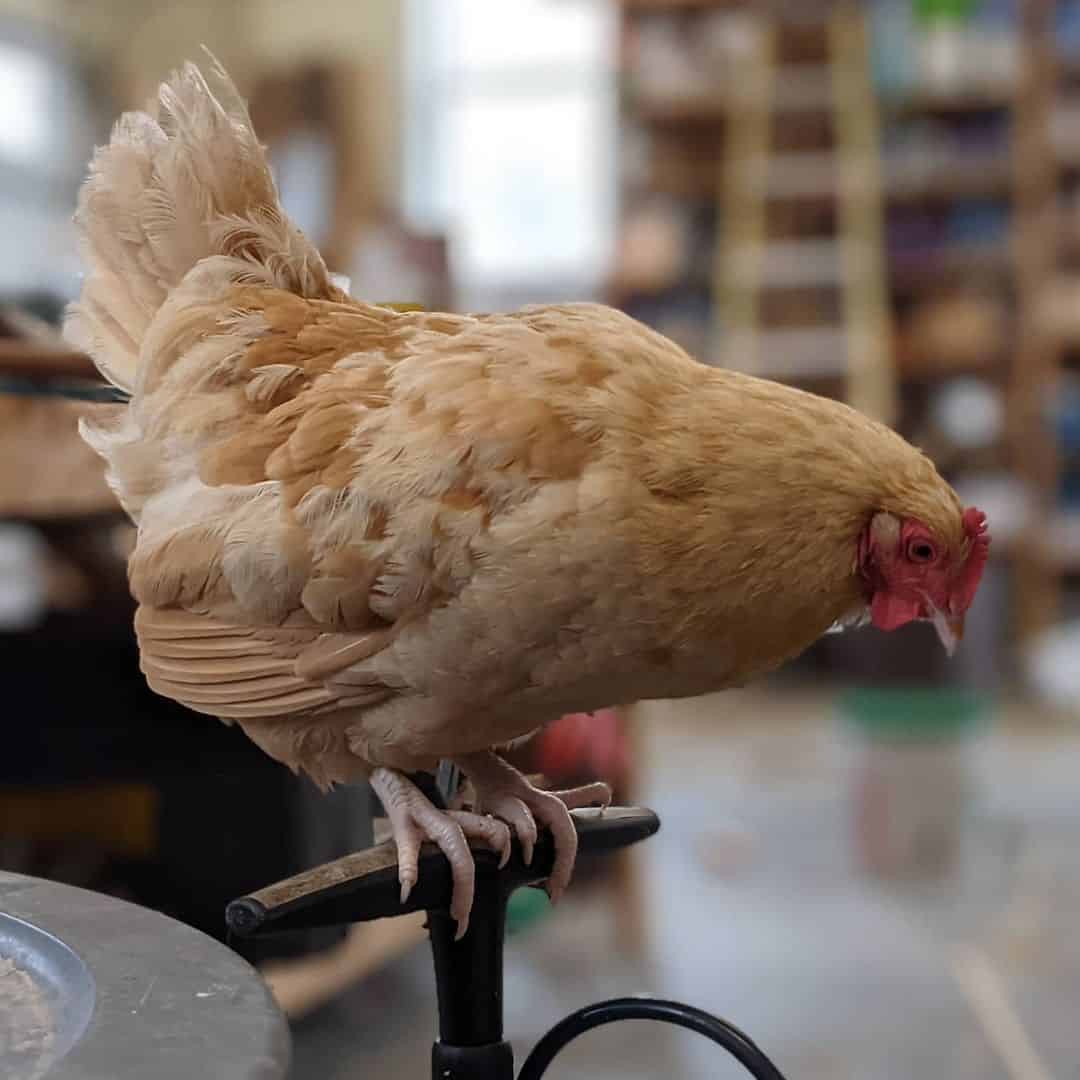 Cómo entrenar pollo