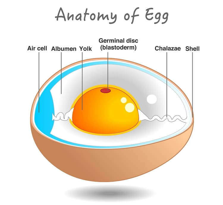 ¿Cómo hacen los huevos las gallinas?