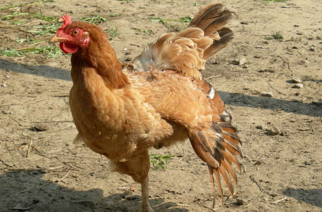 Cómo mantener a los pollos frescos en el verano.