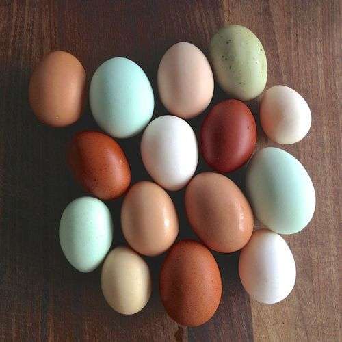 ¿Cómo obtienen su color los huevos azules?