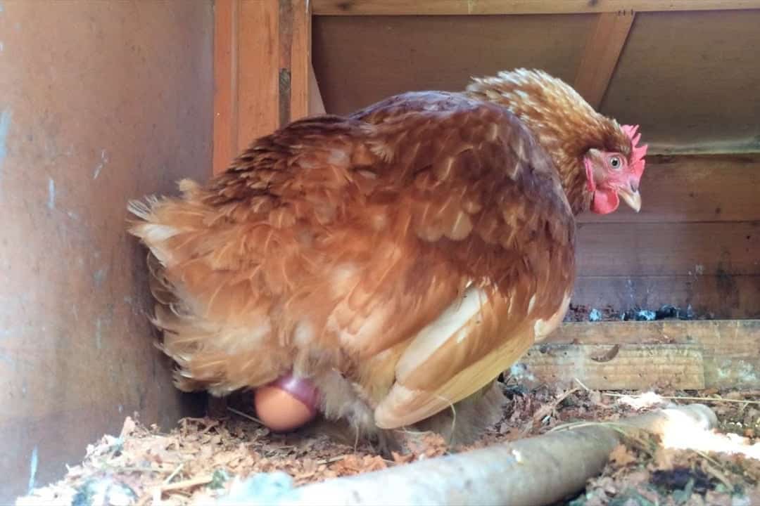 como ponen huevos las gallinas