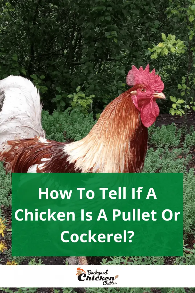 ¿Cómo saber si un pollo es una pollita o un gallo?