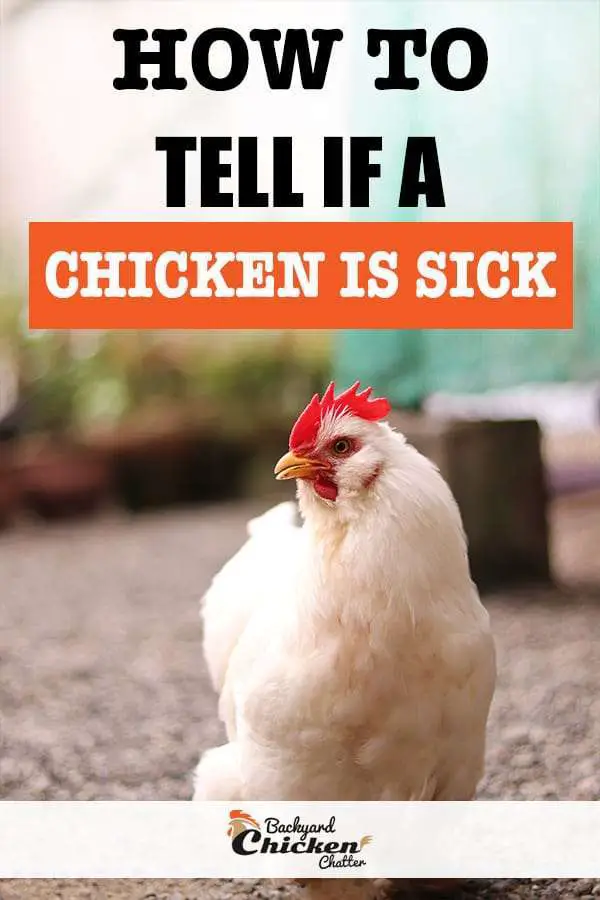 ¿Cómo puedo saber si un pollo está enfermo?