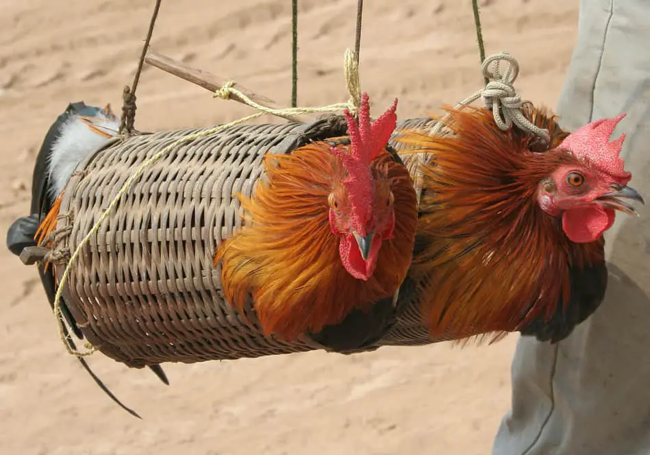 pollo de transporte