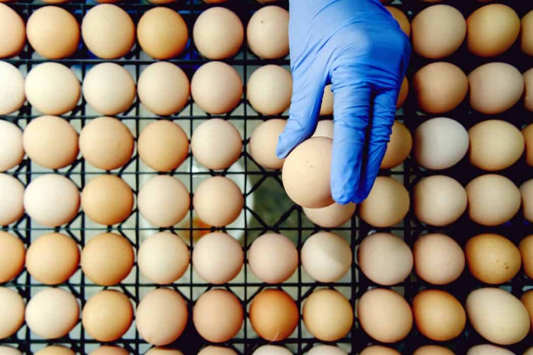 requisitos para vender huevos de gallina