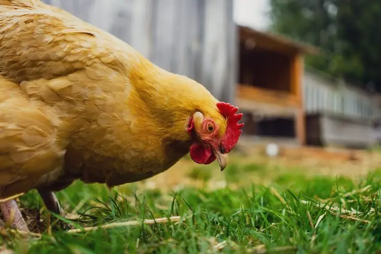 Primer plano de Buff Orpington