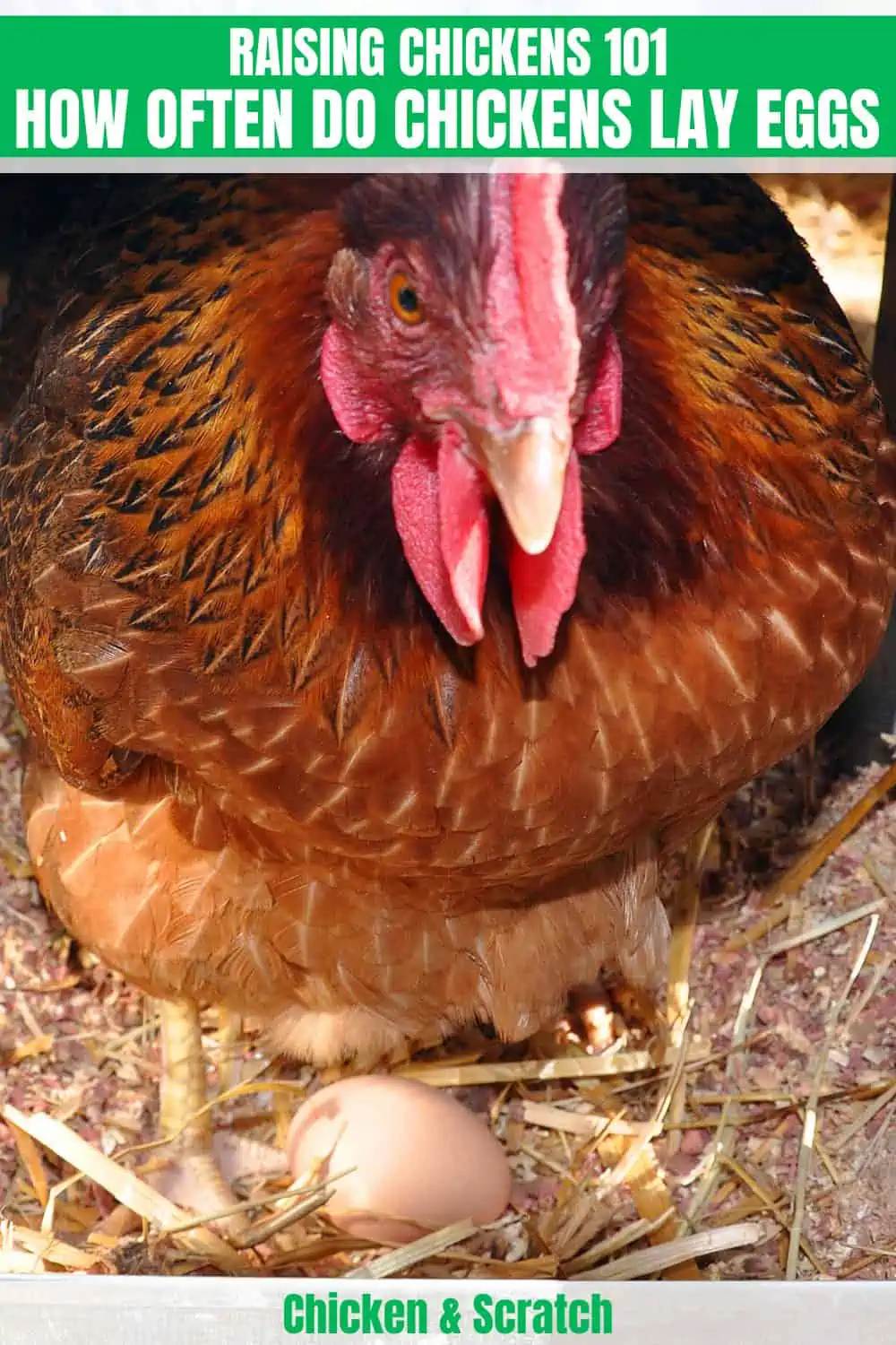 ¿Con qué frecuencia ponen huevos las gallinas?