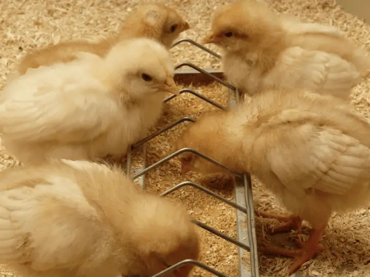¿Con qué puedes alimentar a tus gallinas con huevos orgánicos?