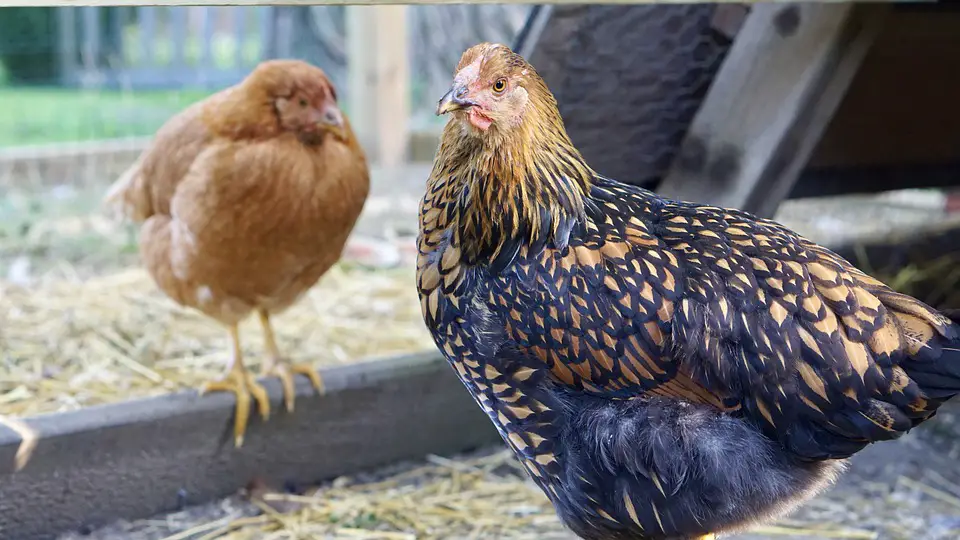 Gallina Wyandotte con cordones dorados