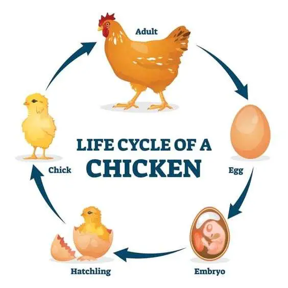 Ciclo de vida del pollo