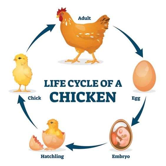 Ciclo de vida del pollo