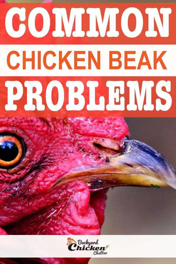 problemas comunes de pico de pollo