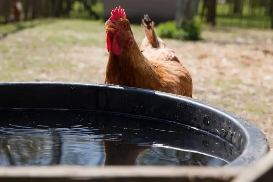 cuanta agua bebe un pollo