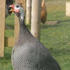 Tenencia de gallinas de Guinea