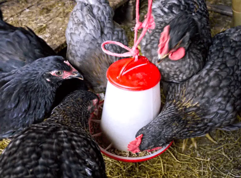 ¿Cuánto cuidado necesitan los pollos?