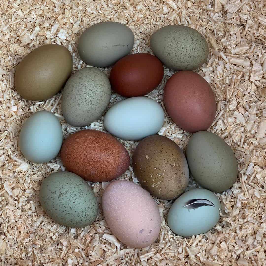 los huevos se pueden estropear