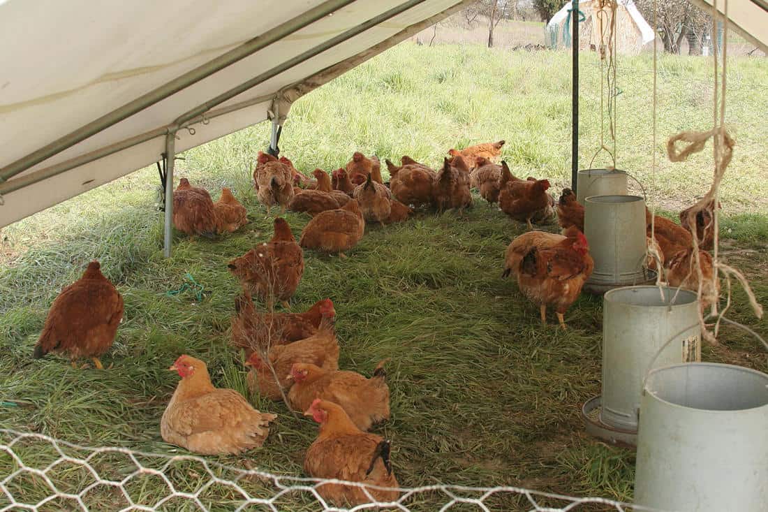 cuanto espacio necesita un pollo