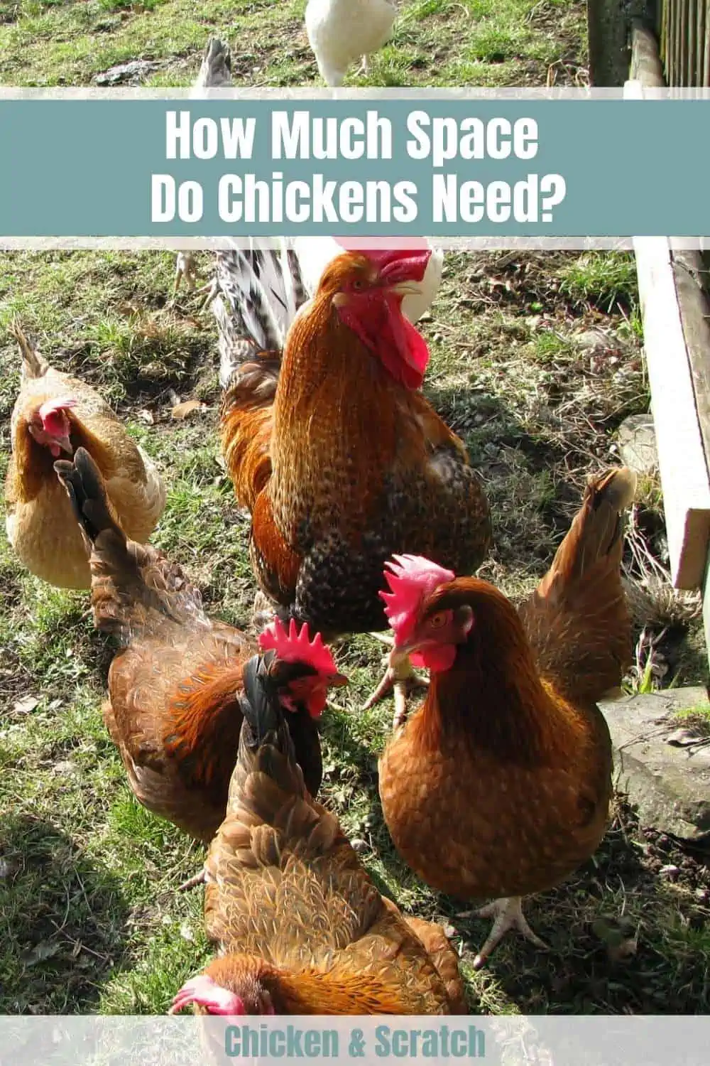 ¿Cuánto espacio necesitan los pollos?