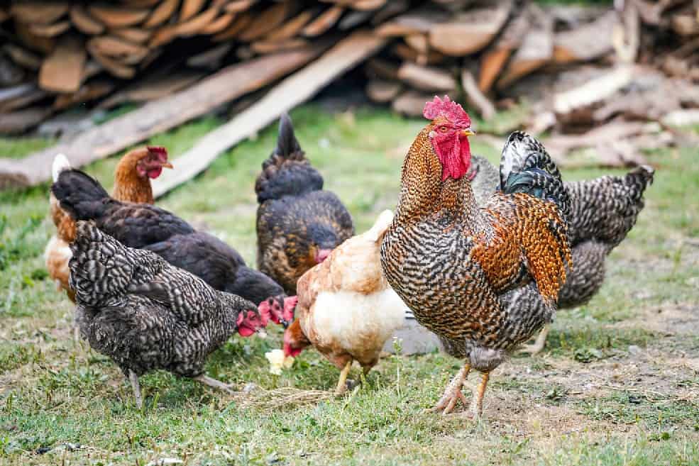 Peso promedio del pollo