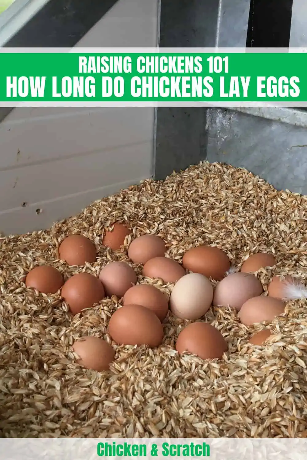 ¿Cuánto tiempo ponen huevos las gallinas?