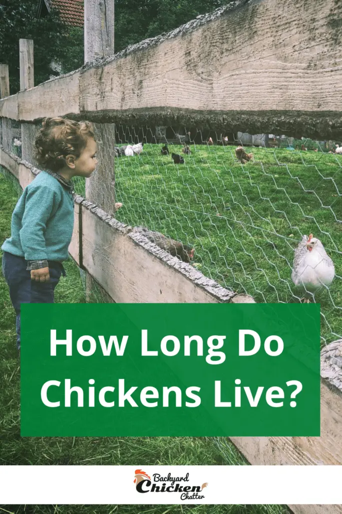 ¿Cuánto tiempo viven los pollos?