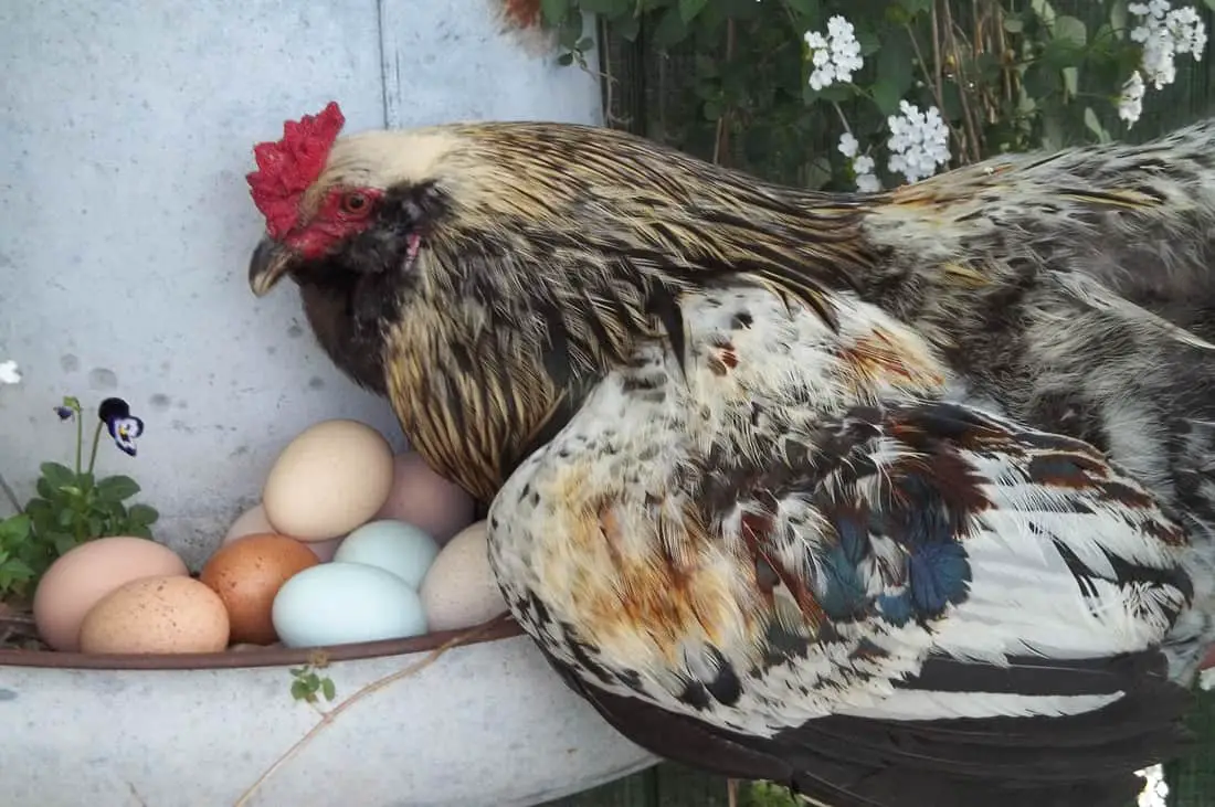 cuantas gallinas necesito para huevos