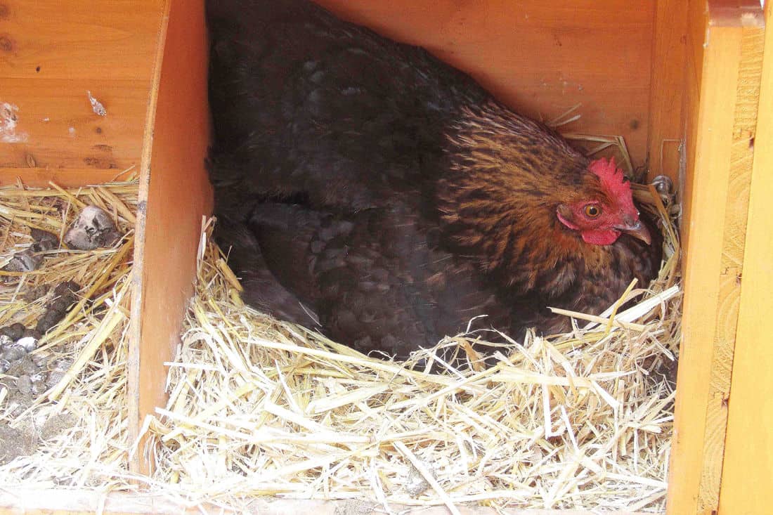 cajas nido por pollo