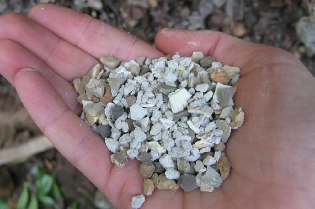 ¿Qué es exactamente la sémola de pollo?