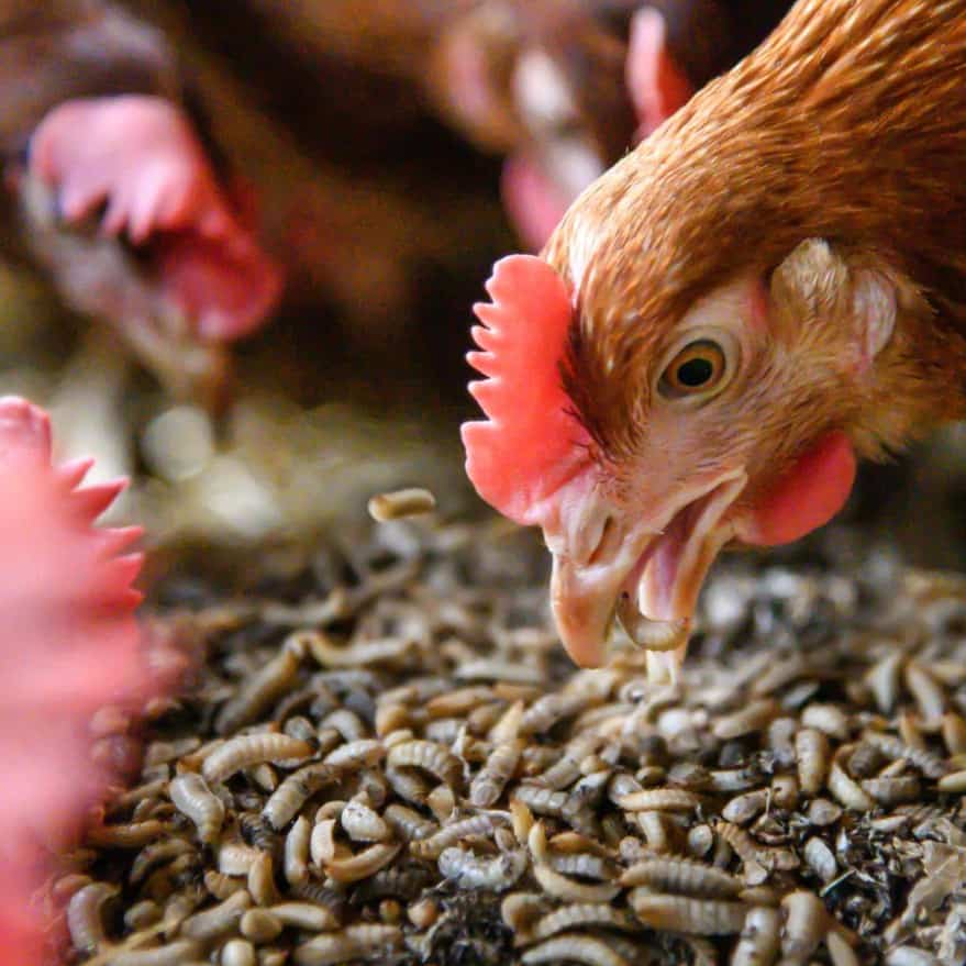 gusanos de harina para pollos