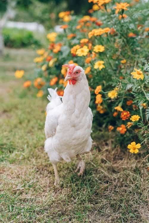 Estudia la cría de pollos