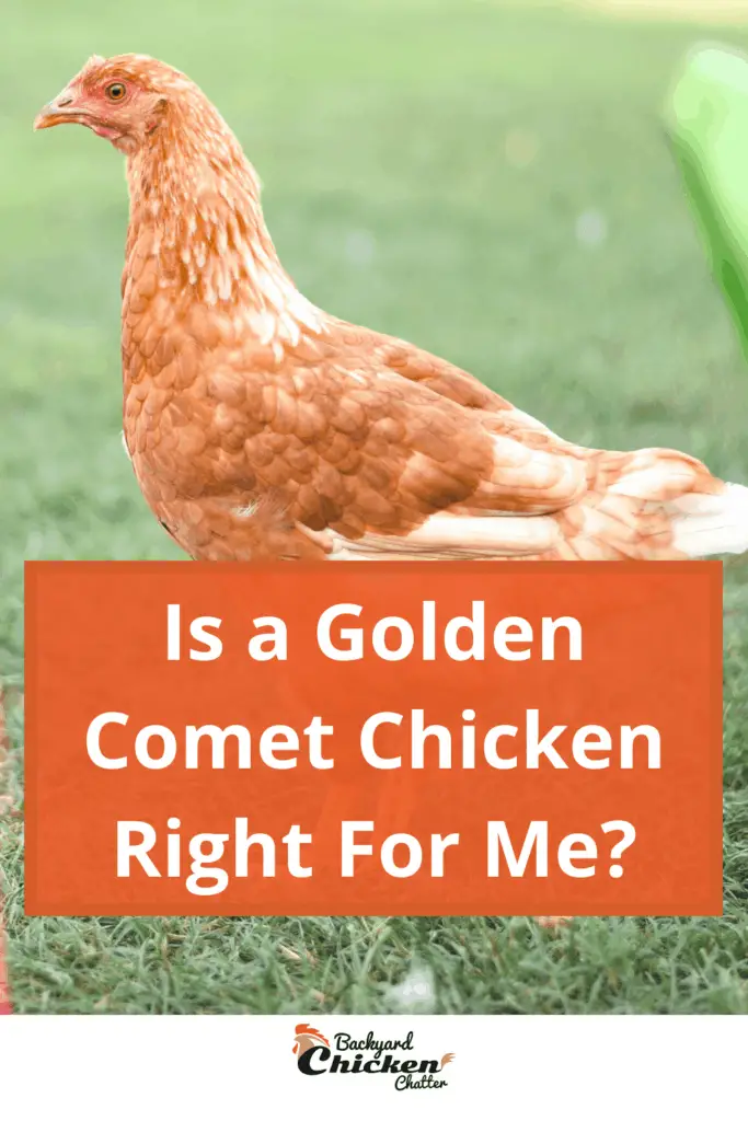 ¿Es un pollo Golden Comet adecuado para mí?
