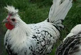 Pollo Appenzell Spitzhauben