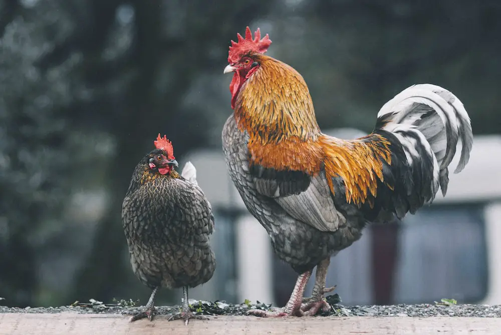 Pollos machos y hembras Black Copper Marans