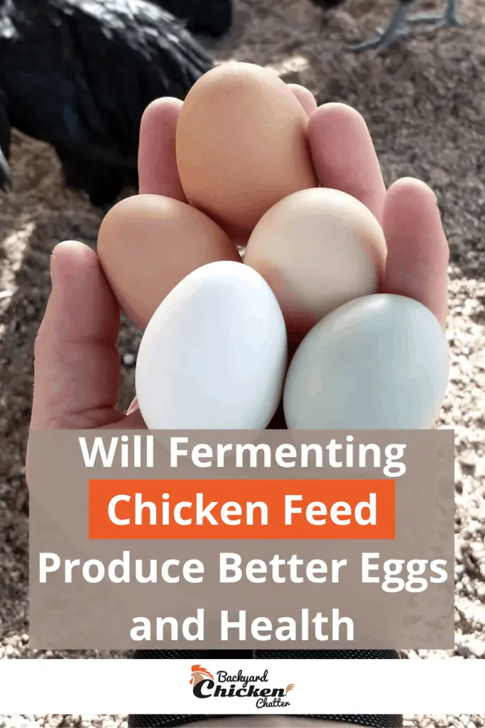 ¿La fermentación del alimento para pollos producirá mejores huevos y salud?  alfiler