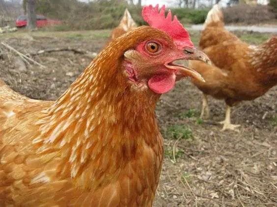 ¿Las gallinas Golden Sexlink son buenas ponedoras de huevos?