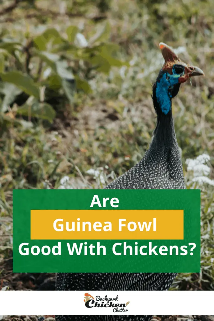 ¿Las gallinas de Guinea son buenas con los pollos?