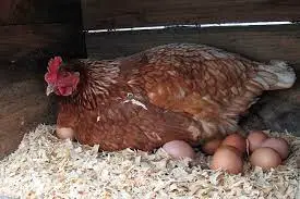 ¿Las gallinas sienten dolor al poner huevos?