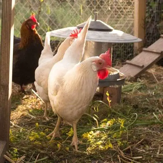 Pollos de traspatio ¿Las serpientes comen pollos?